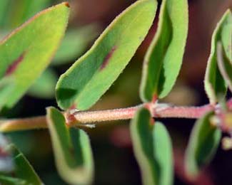 Chamaesyce capitellata, Head Sandmat